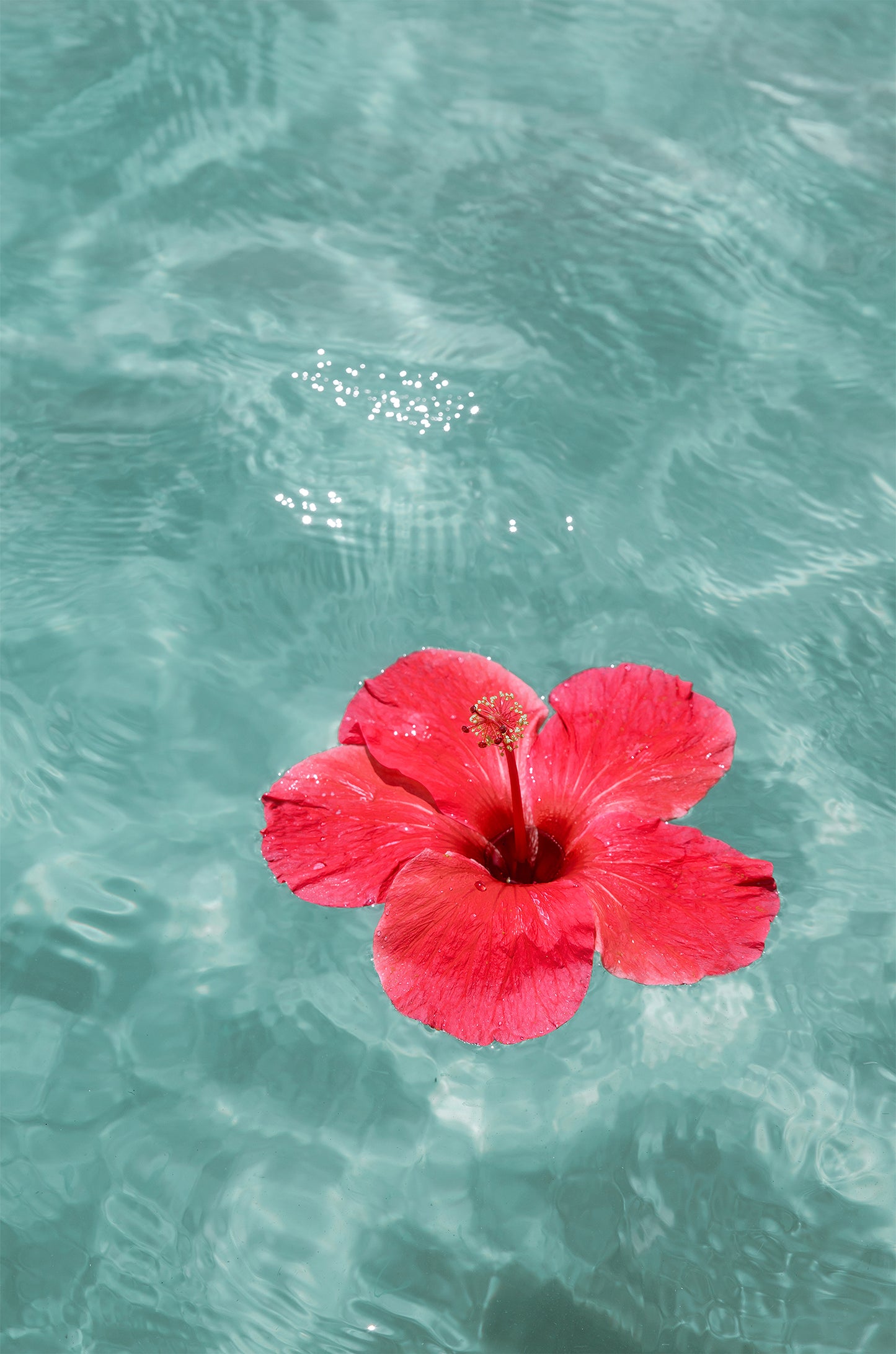 Hibiscus in turquoise waters