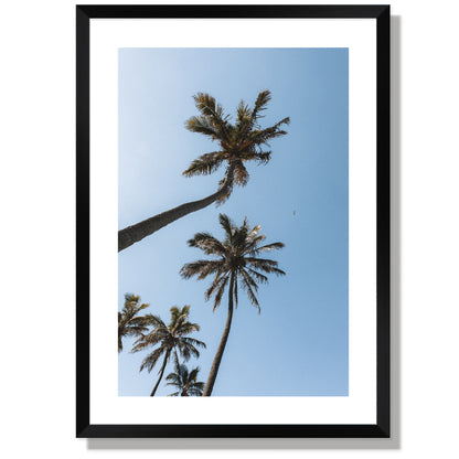 Gold coast Palms Print