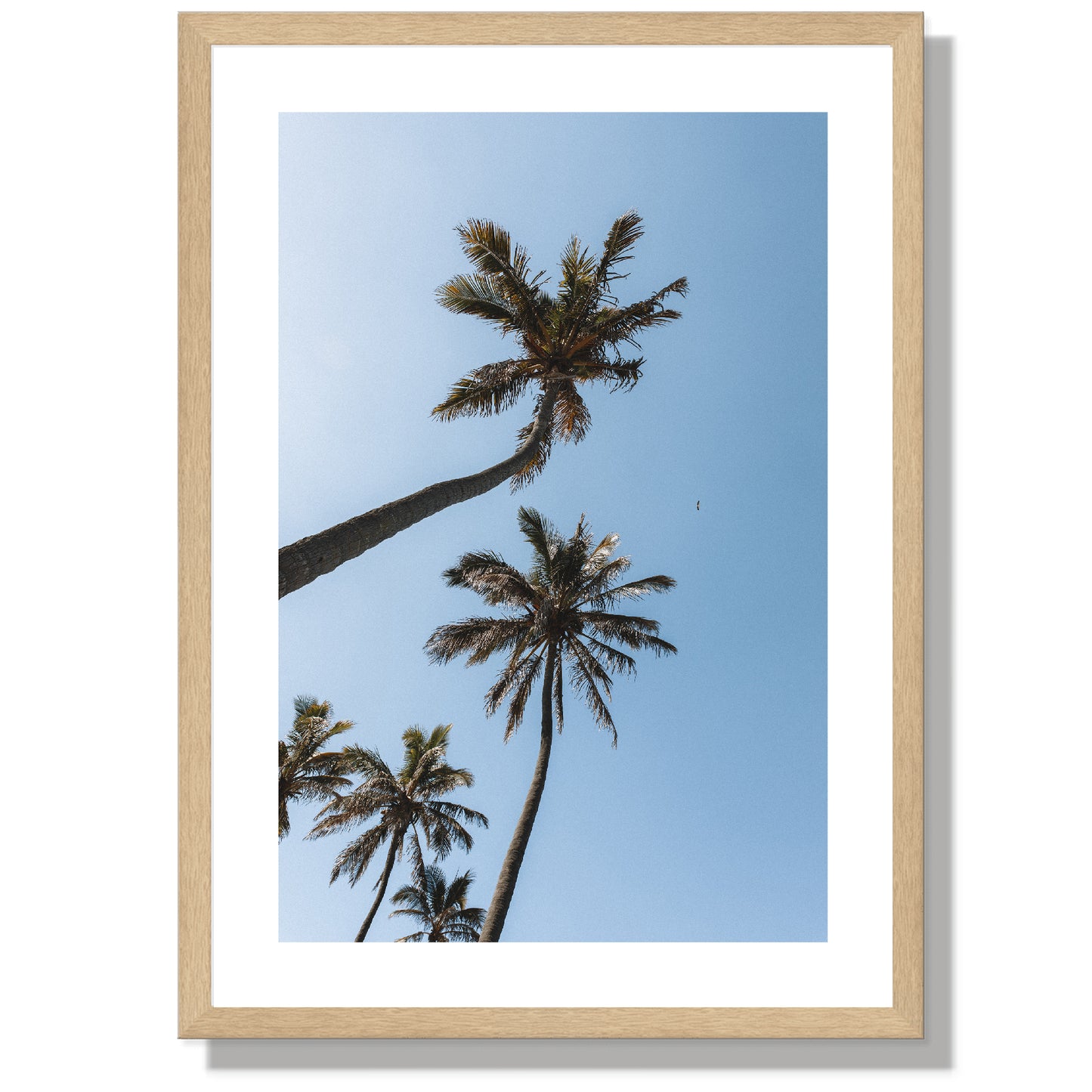 Gold coast Palms Print