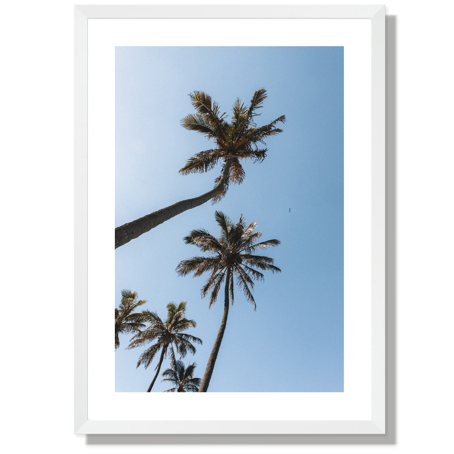 Gold coast Palms Print