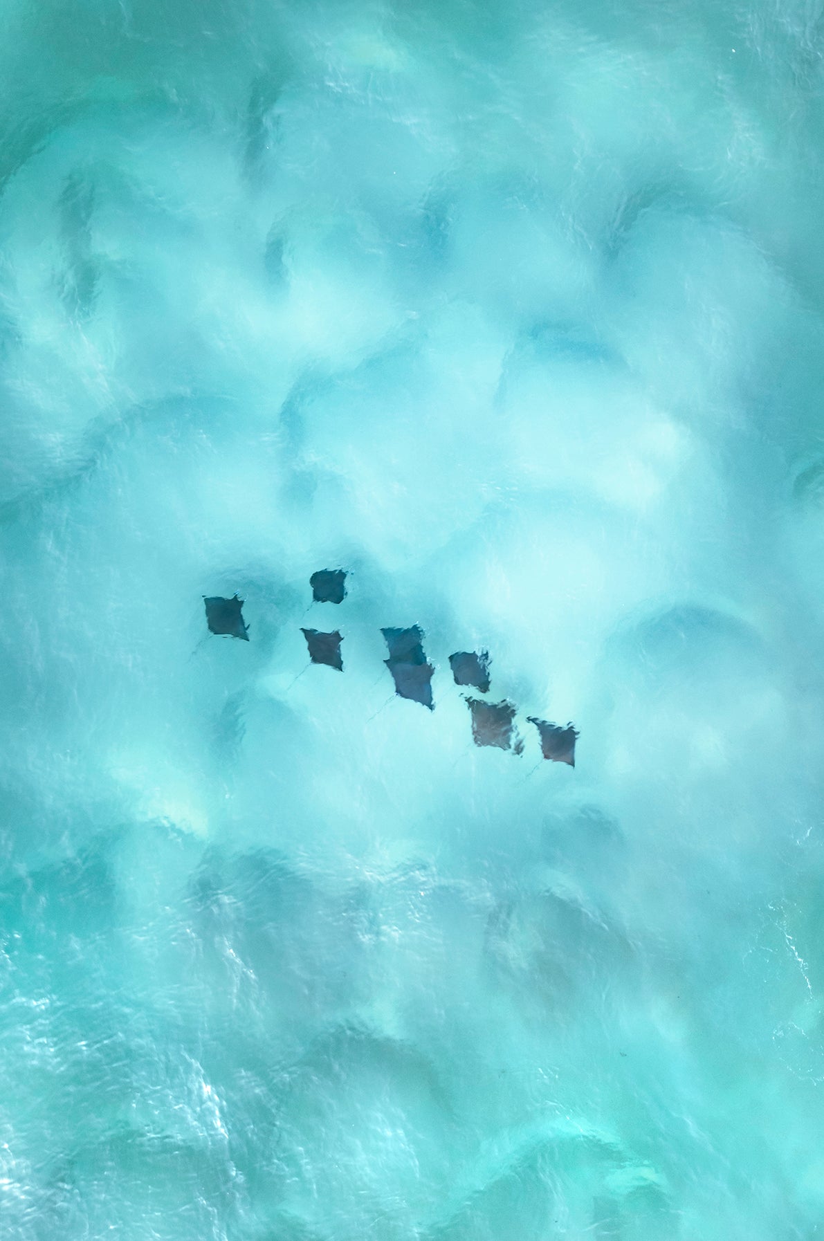 Mobula Rays on North Stradbroke Island QLD